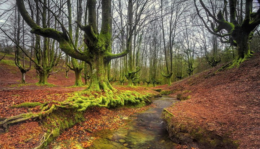 осінь - природа, дерева, вода, ліс - оригинал