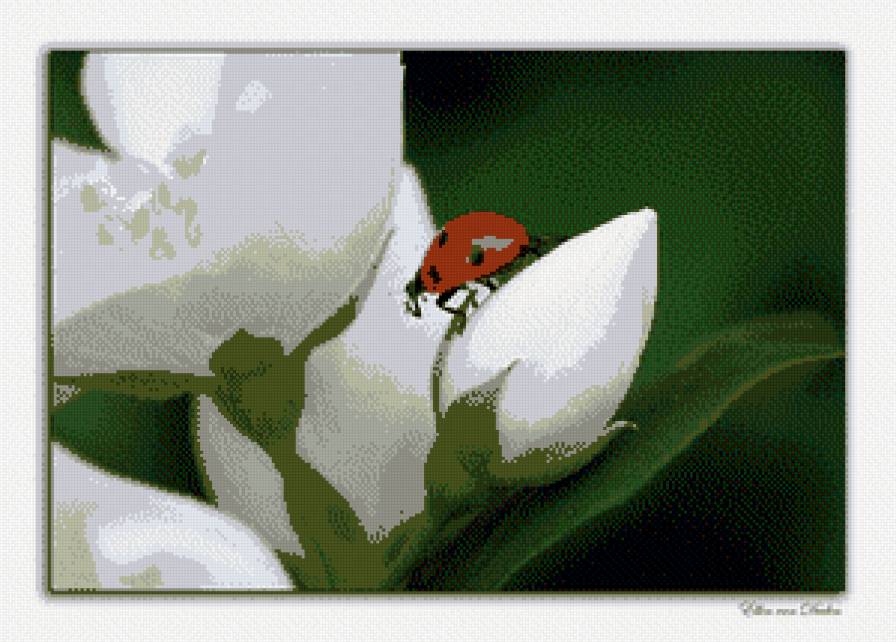 жасмин - предпросмотр