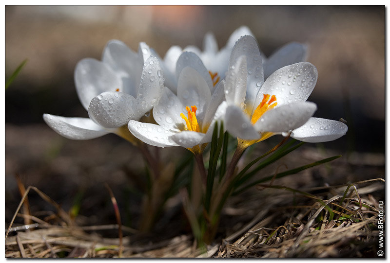 Подснежники - оригинал