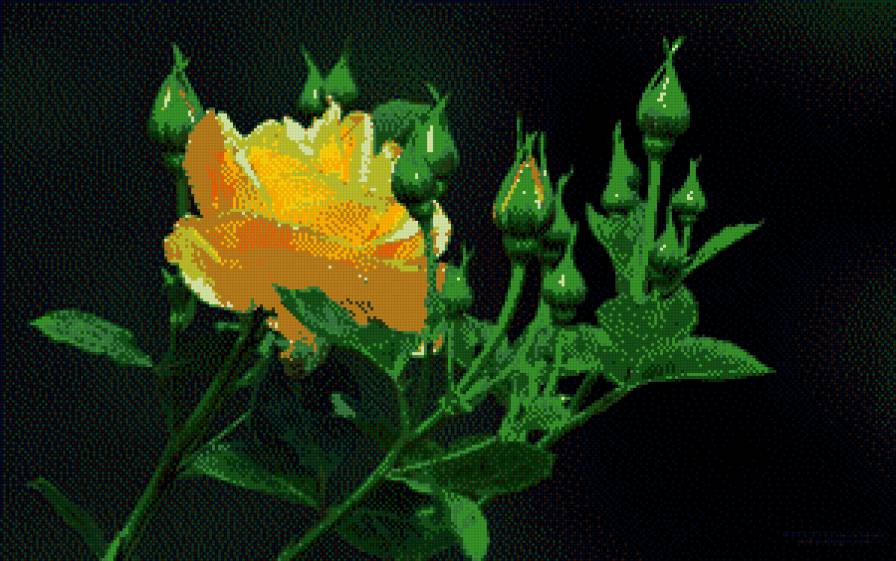 Роза жёлтая - предпросмотр