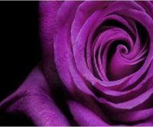 roza fioletowa1