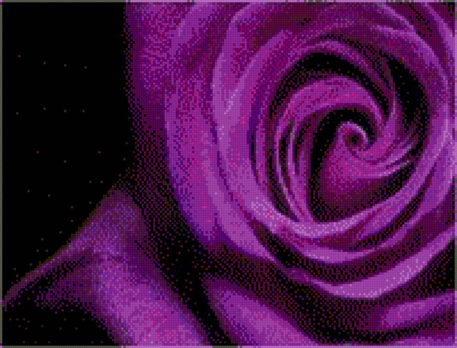 roza fioletowa1 - rosa - предпросмотр