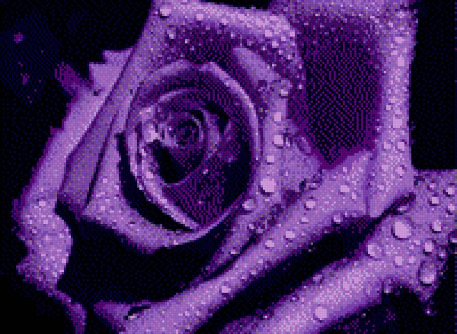 roza foletowa 2 - rosa - предпросмотр