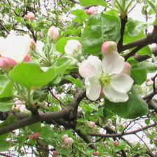 Схема вышивки «Цвіт яблуні»