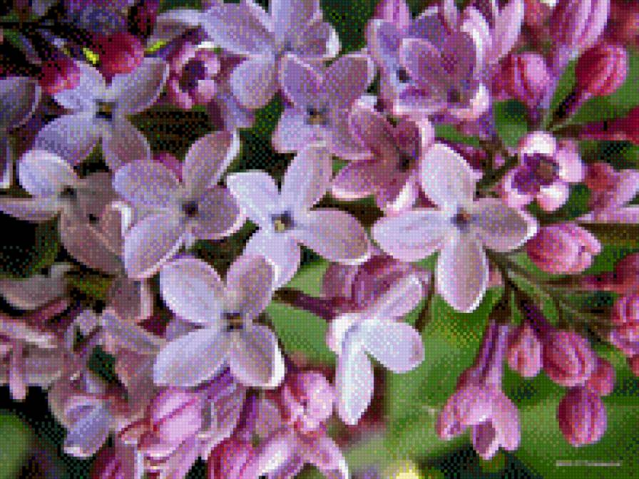 Бузок - рослини, квіти, природа - предпросмотр