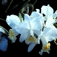 Схема вышивки «Нарциси»