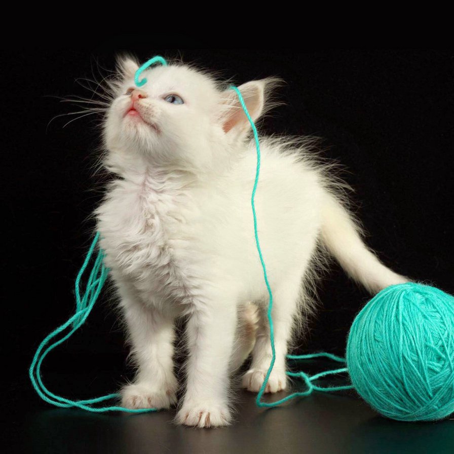 Котик - оригинал