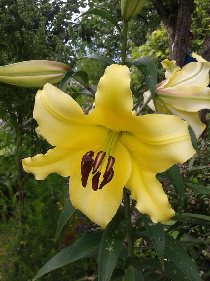 лилия - оригинал