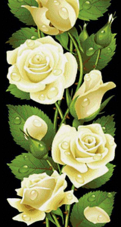 Розы - розы, цветы - предпросмотр