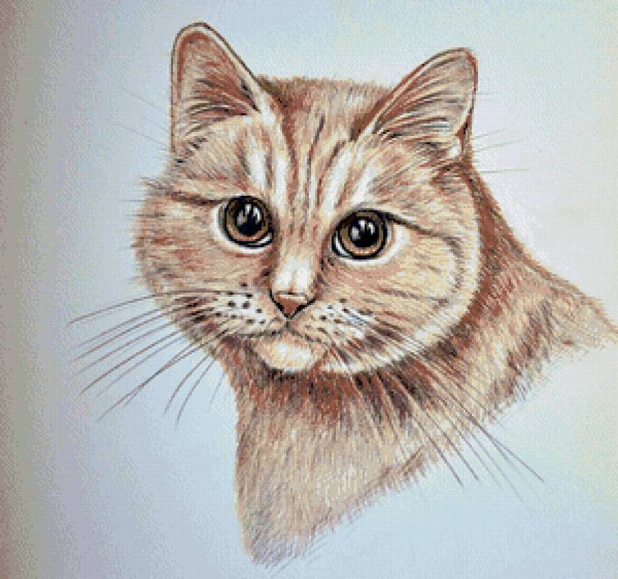 Кот - животные, коты, кот - предпросмотр