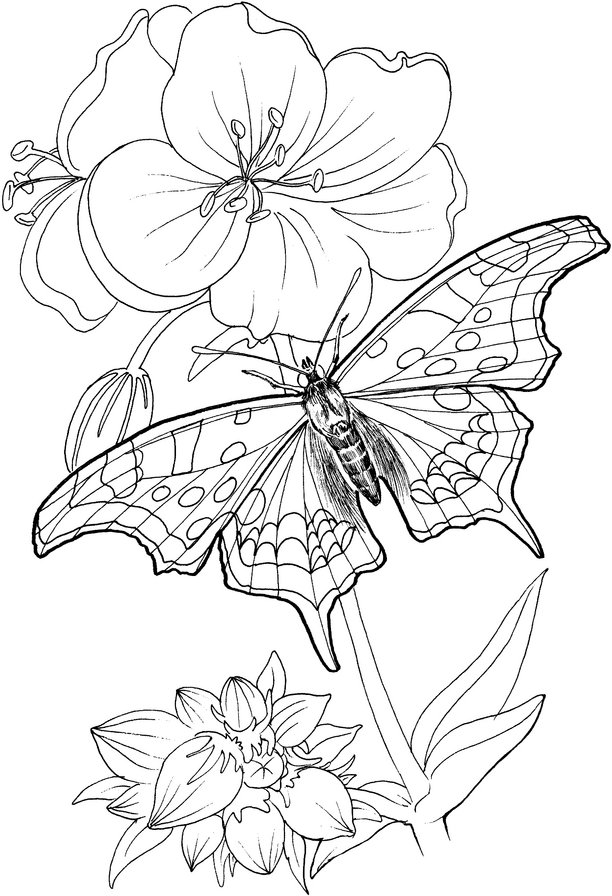 бабочка - цветы, бабочка, природа - оригинал