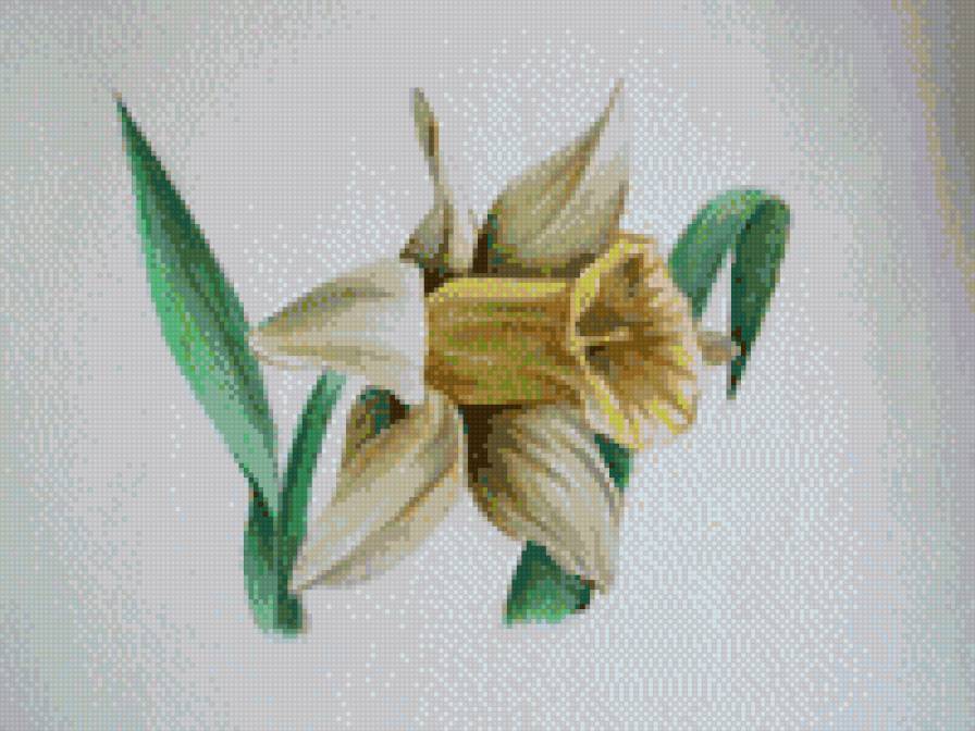 нарцис - квіти - предпросмотр