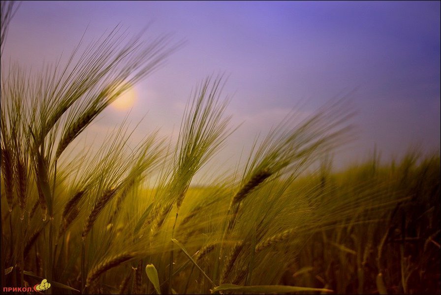 №848407 - пейзажи.природа - оригинал