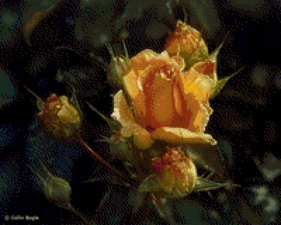 троянди - квіти - предпросмотр