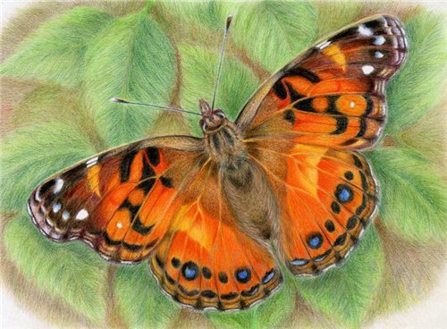 бабочка - листя, метелик - оригинал