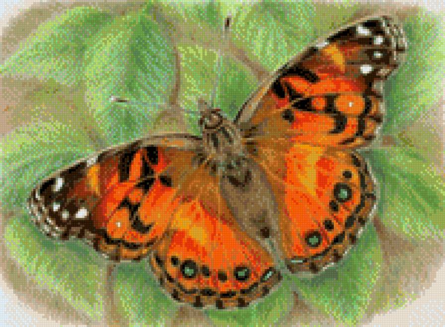 бабочка - метелик, листя - предпросмотр