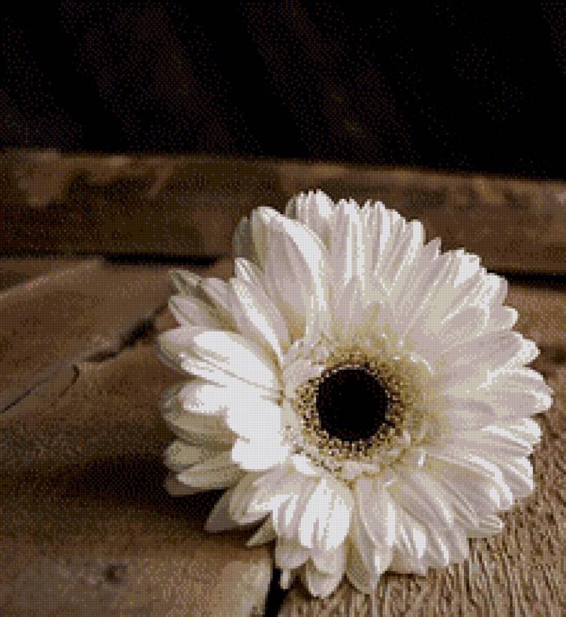 цветок - цветы, на черном - предпросмотр