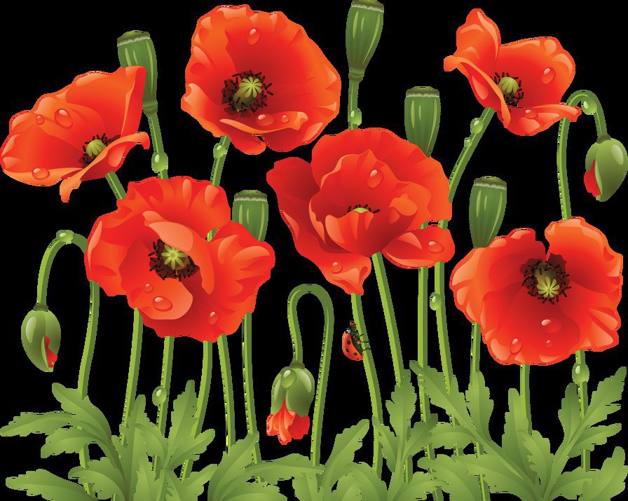 маки на черном - оригинал