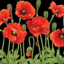 Схема вышивки «маки на черном»