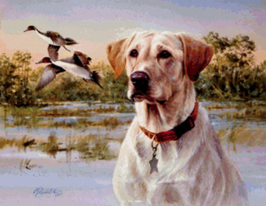 №848914 - собака - предпросмотр