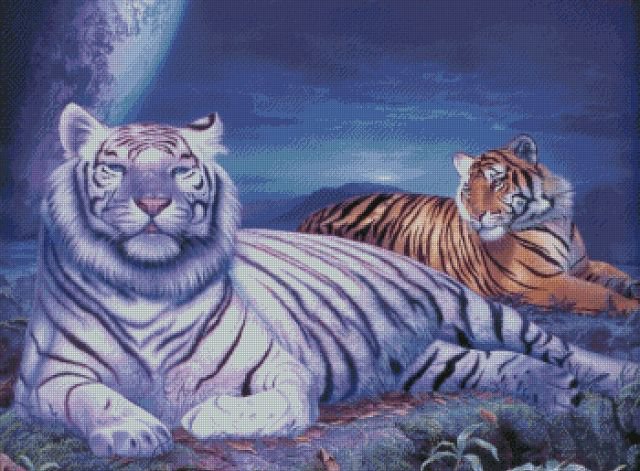 тигры-белый и рыжий - тигры, животные - оригинал