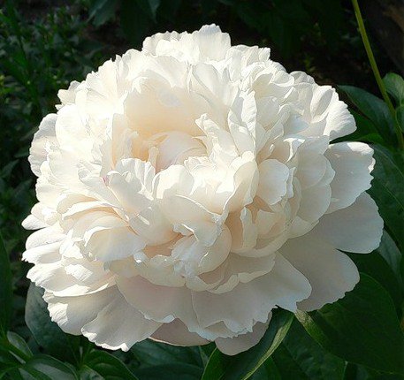 пион - оригинал