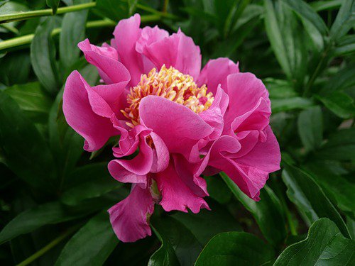 розовый пион - оригинал