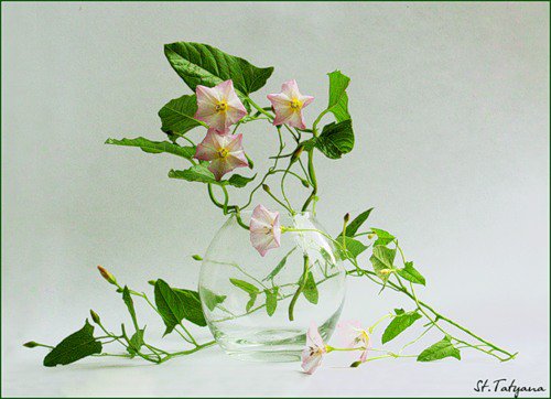 вьюнок - оригинал