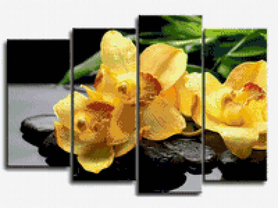 орхідеї - предпросмотр