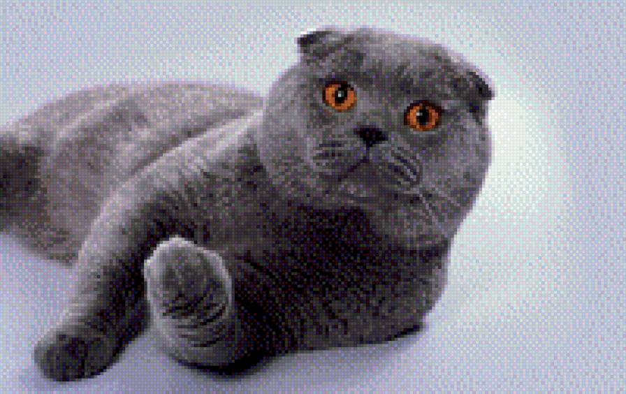 Вислоуий - вислоухий, животные, кошки - предпросмотр