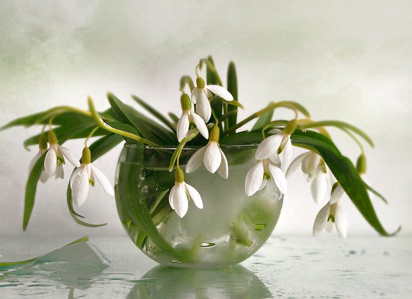 подснежники - оригинал