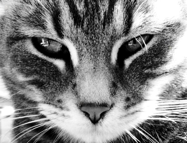 гордый кот - оригинал