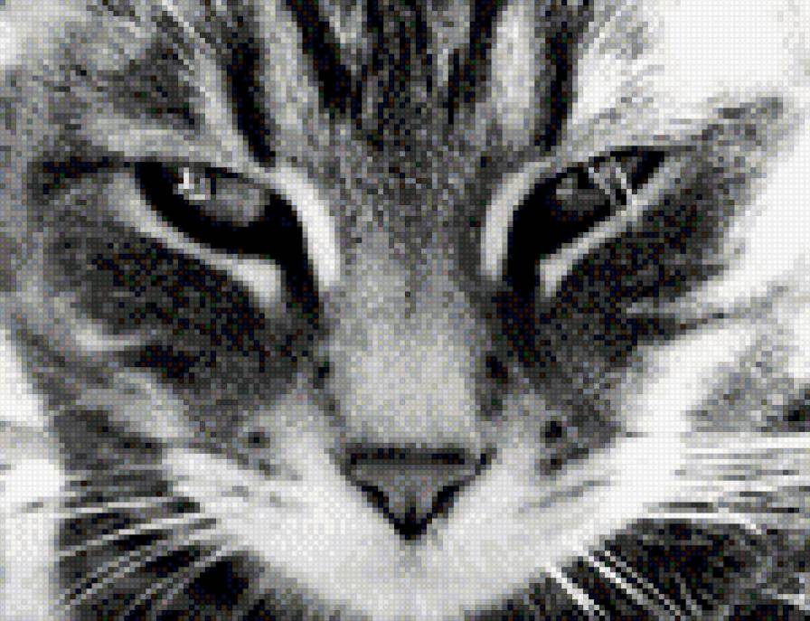 гордый кот - предпросмотр