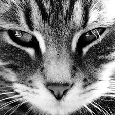 Схема вышивки «гордый кот»