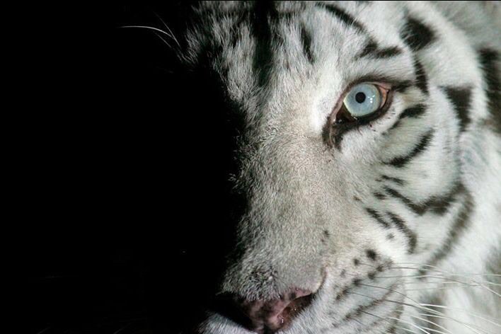 Белый тигр - белый тигр, тигр - оригинал