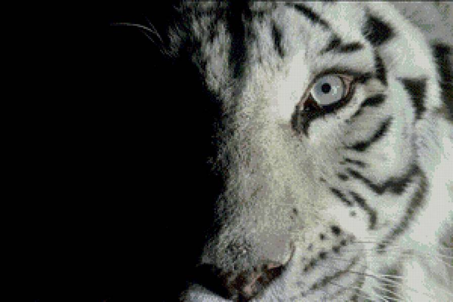 Белый тигр - тигр, белый тигр - предпросмотр