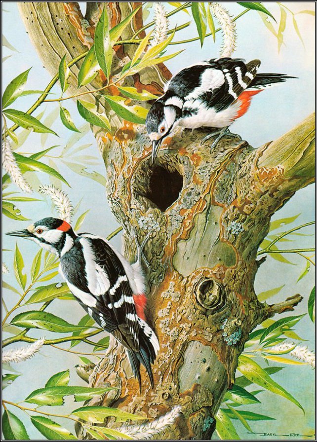 Птицы - оригинал