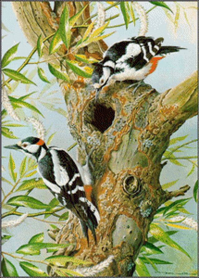 Птицы - предпросмотр