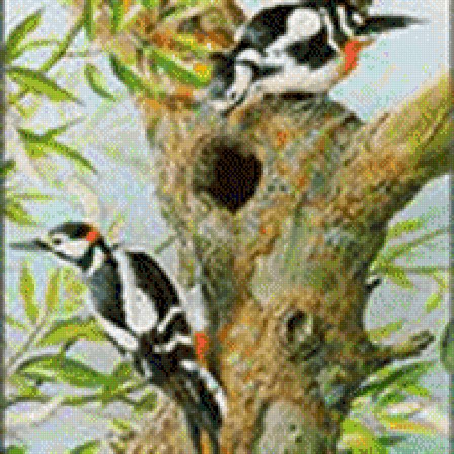 Дятлы - гнездо, птицы - предпросмотр