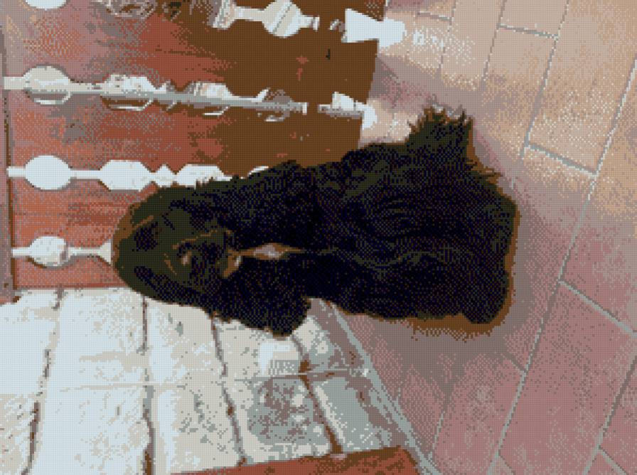 Собака - предпросмотр