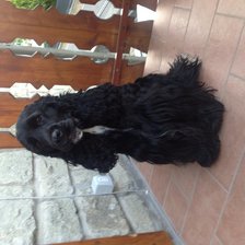 Схема вышивки «Собака»