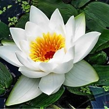 Схема вышивки «Лото»