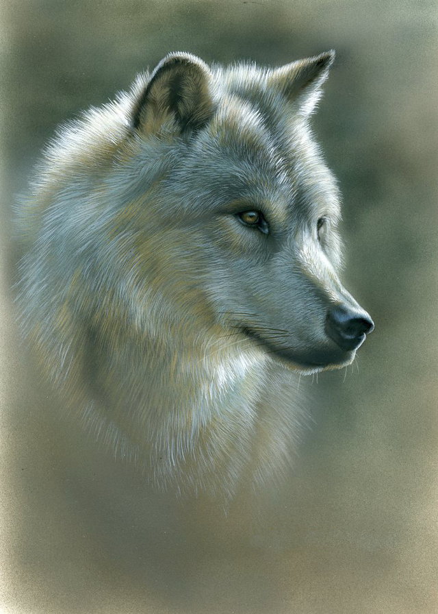 Волк - оригинал