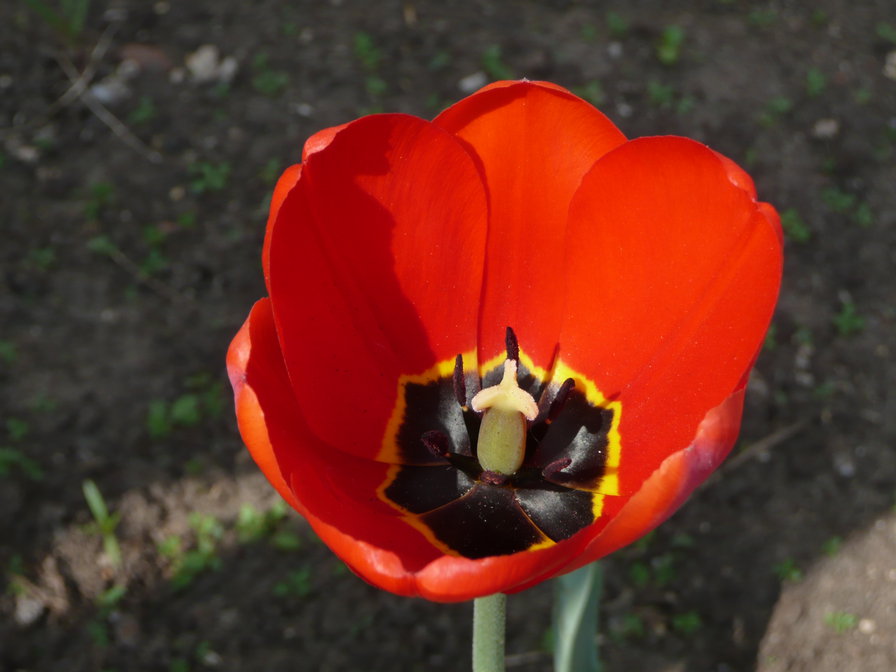 тюльпан - оригинал