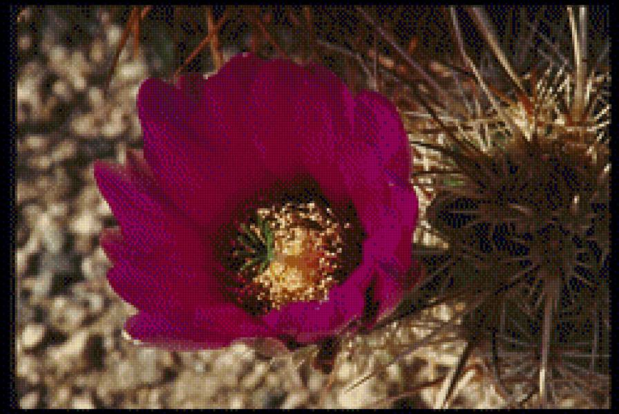 Кактус - квіти, природа, рослини - предпросмотр