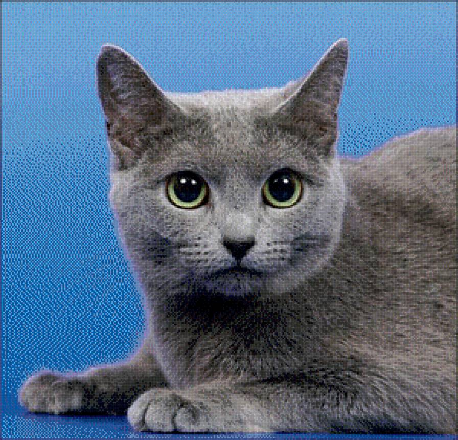 кошка - животные, кошка - предпросмотр