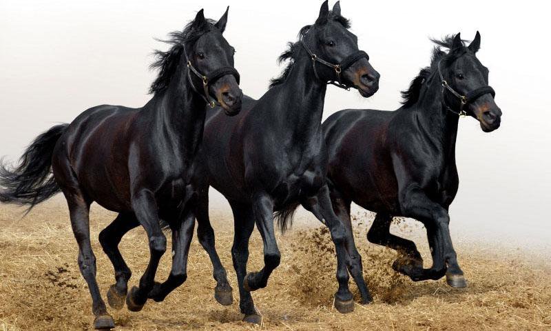 Кони - черные вороные, кони - оригинал