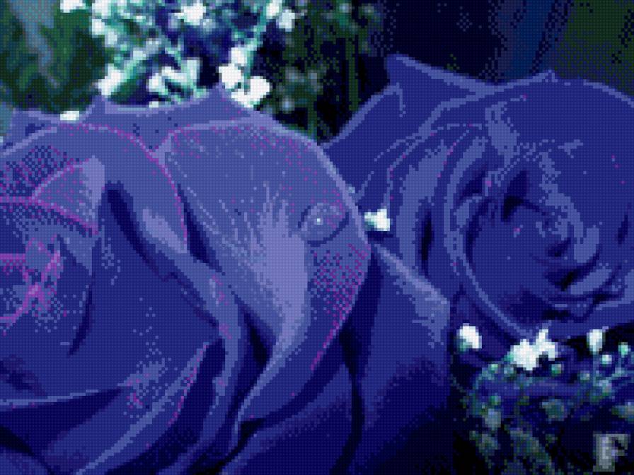 розы - цветы, розы - предпросмотр