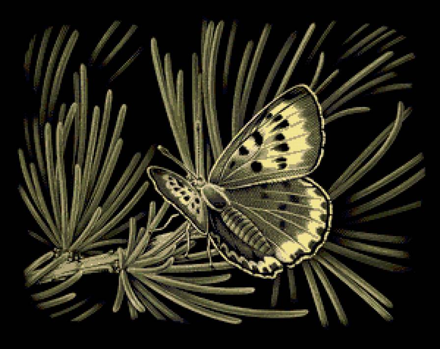 Бабочка на сосне - бабочка, сосна - предпросмотр