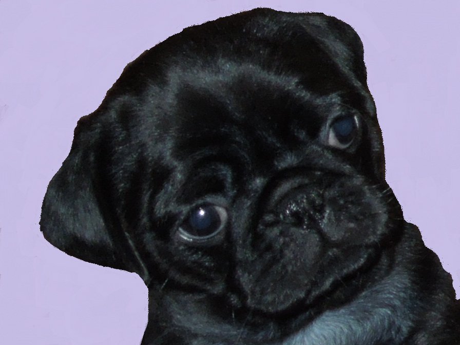 мопся ляля - мопс, собака, любимчик - оригинал